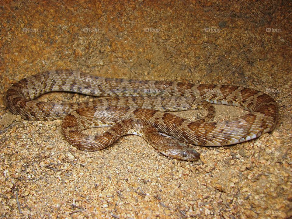 Lure snake in the Santa Ana Mountains Riverside County California. 