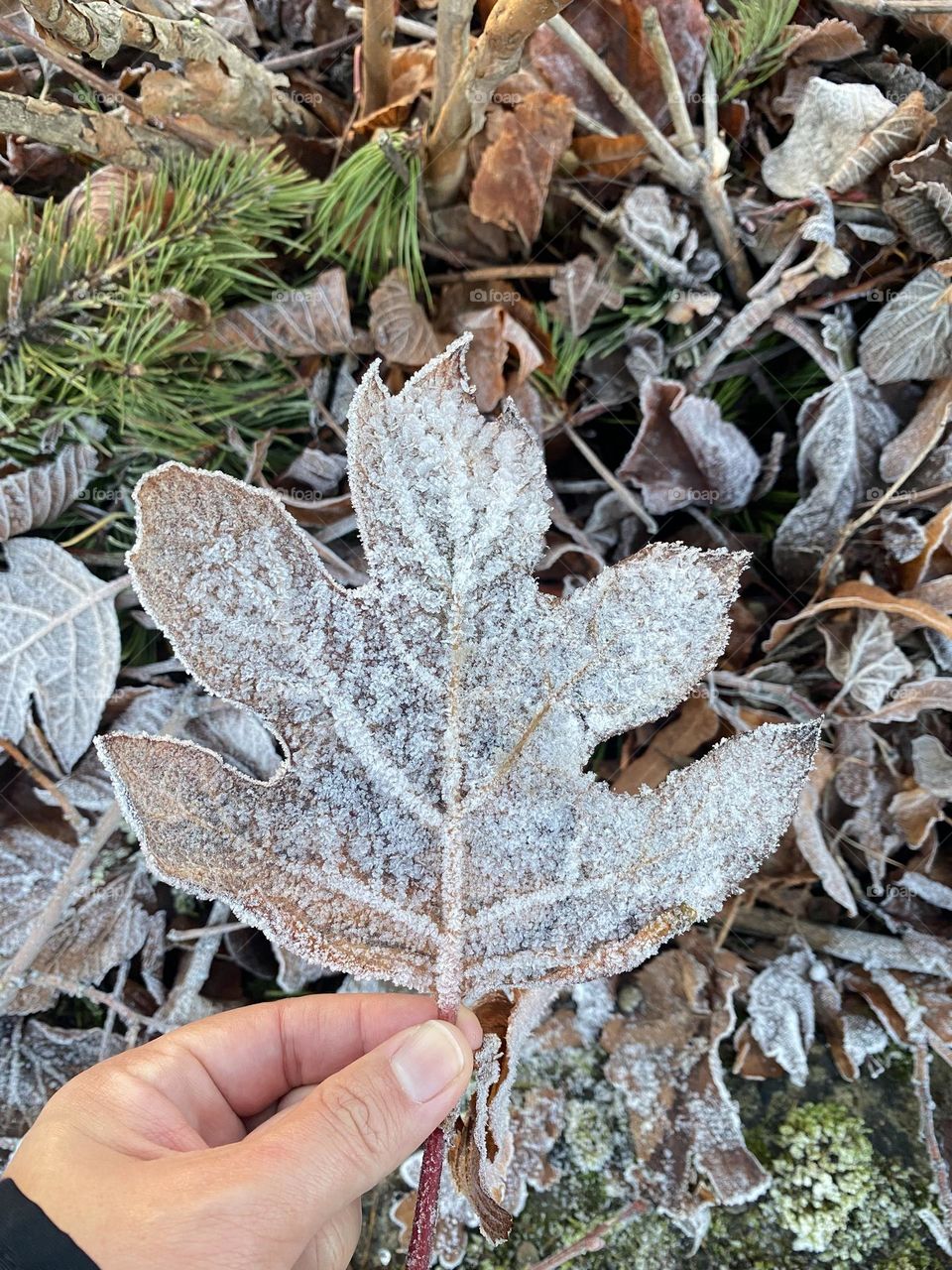 Frozen leaf