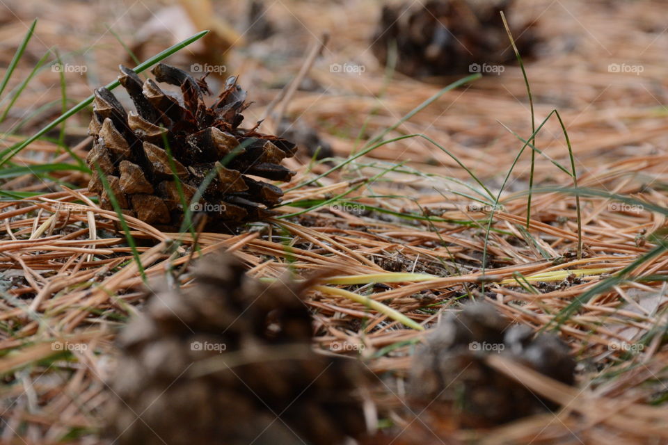 Close-up of pine cone