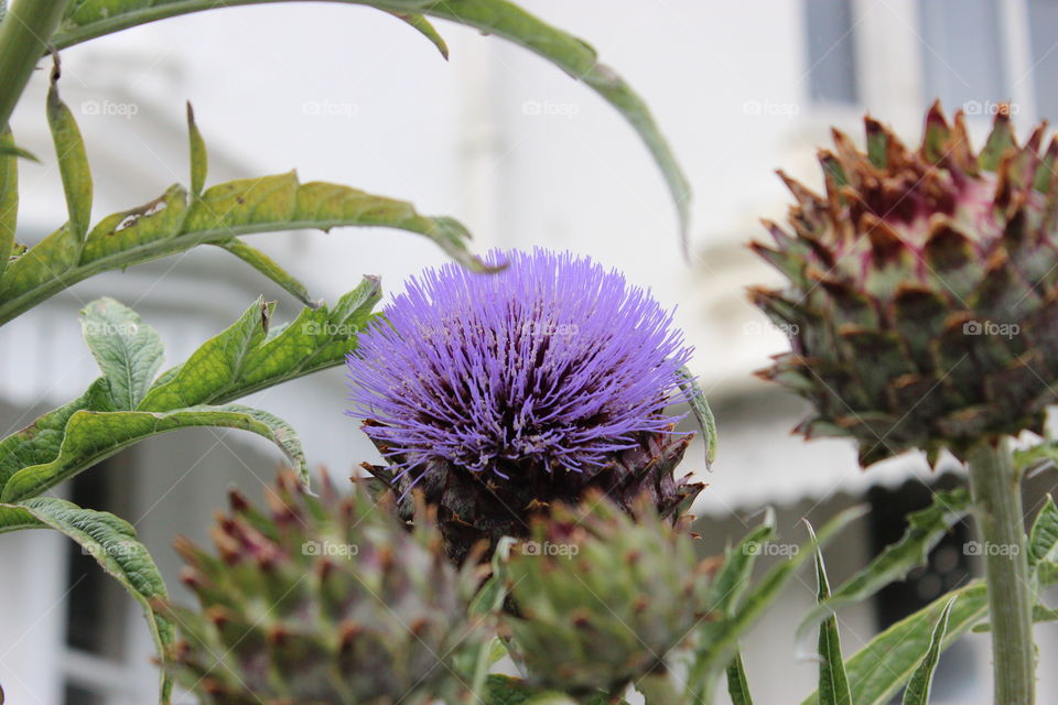 Spiky and purple