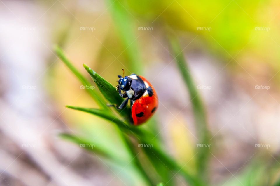 Ladybug