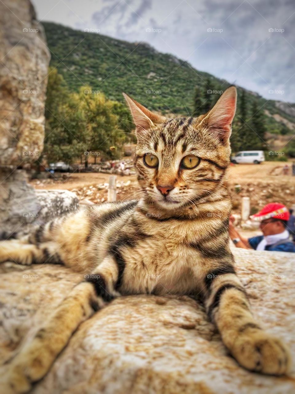 Wild Turkish cat lounging in the ruins of Ephesus in Turkiye