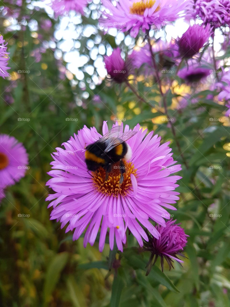 bumble bee on a flower