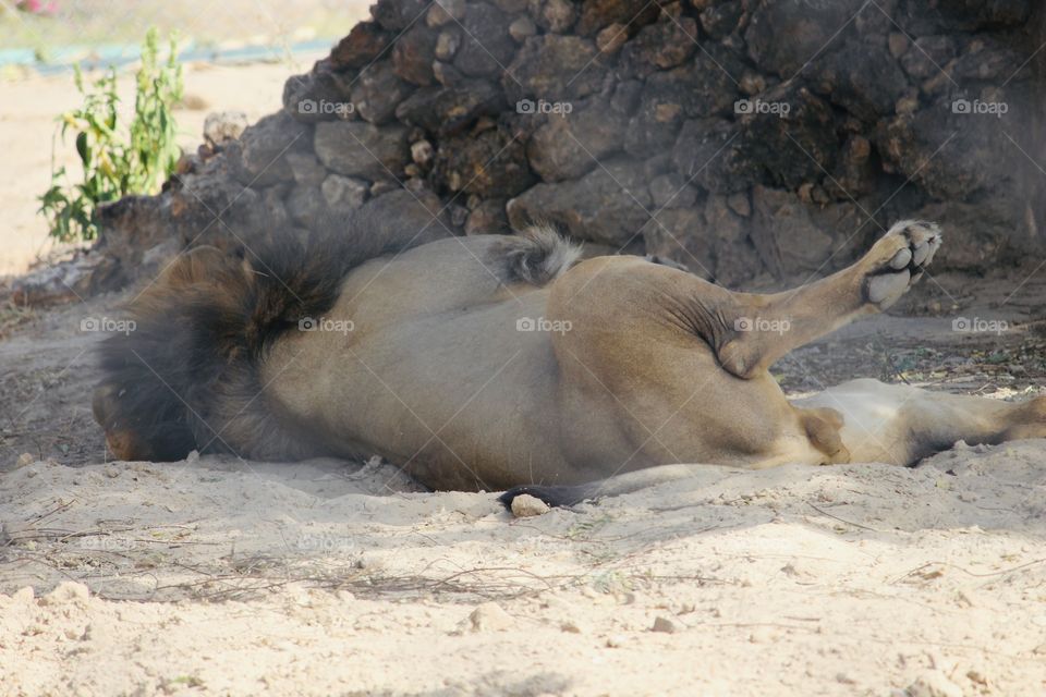 Male lions spend 18 to 20 hours a day snoozing