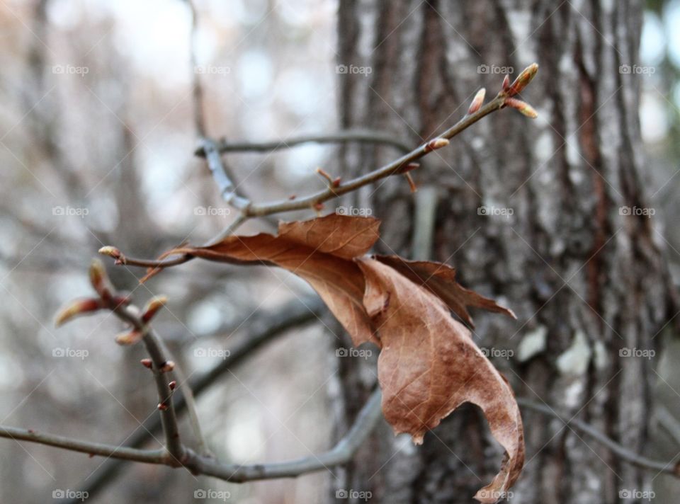 old leaf holding on as new buds emerge during spring.