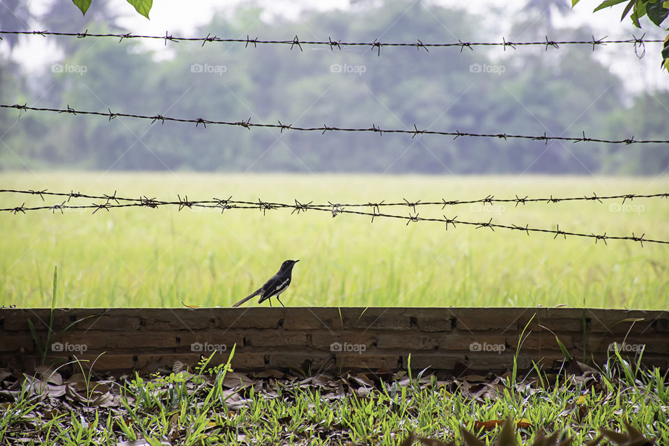 Birds on the brick wall with barbed wire Background blurry rice paddy field.