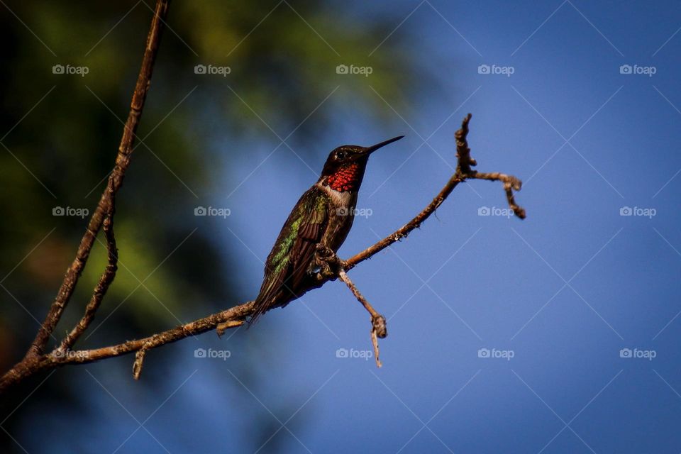 Male hummingbird is resting on a tree branch