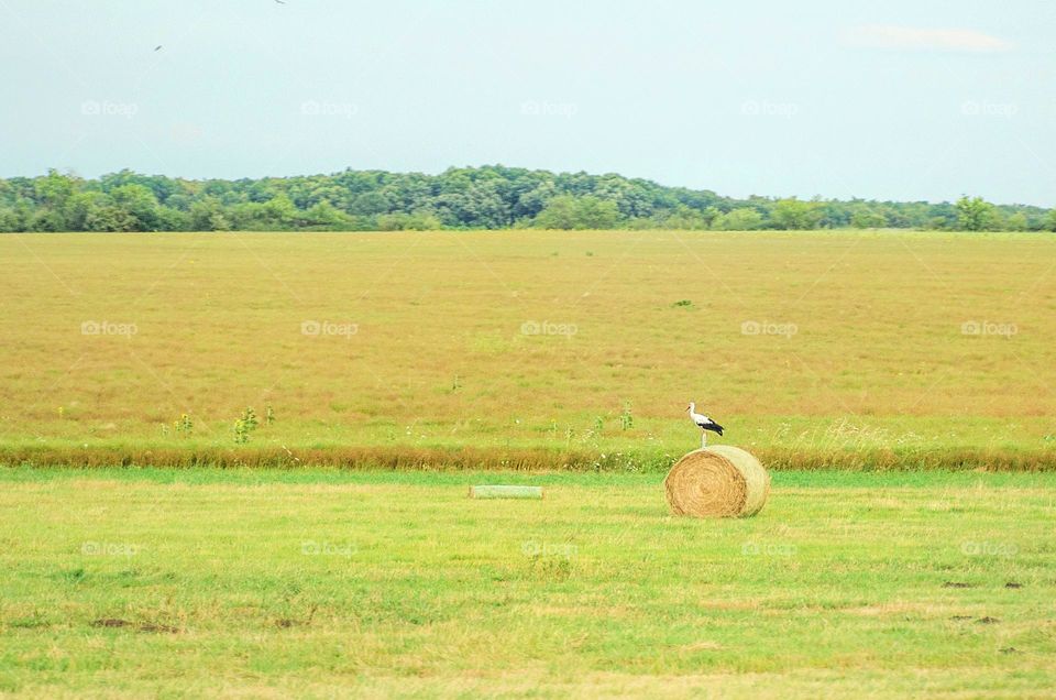 Summer landscape From Bulgaria