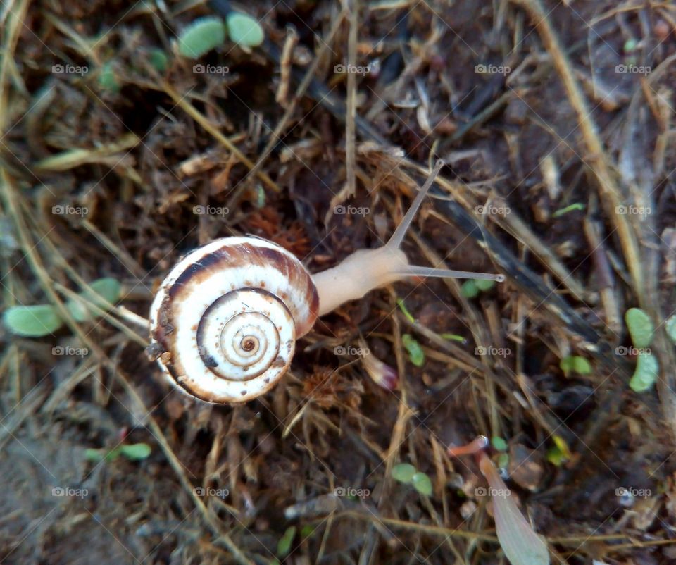 Snail, Slimy, Nature, Gastropod, Shellfish