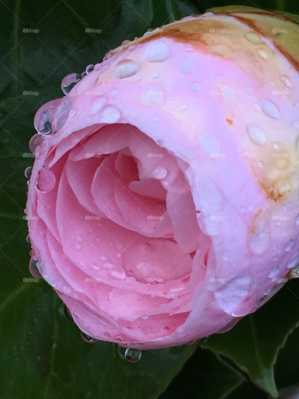 Pink camellia in the rain