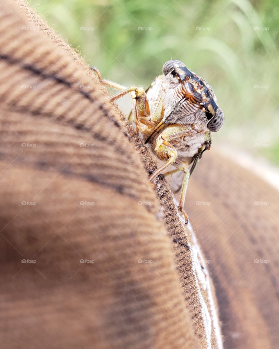 cicada on a ball cap in focus