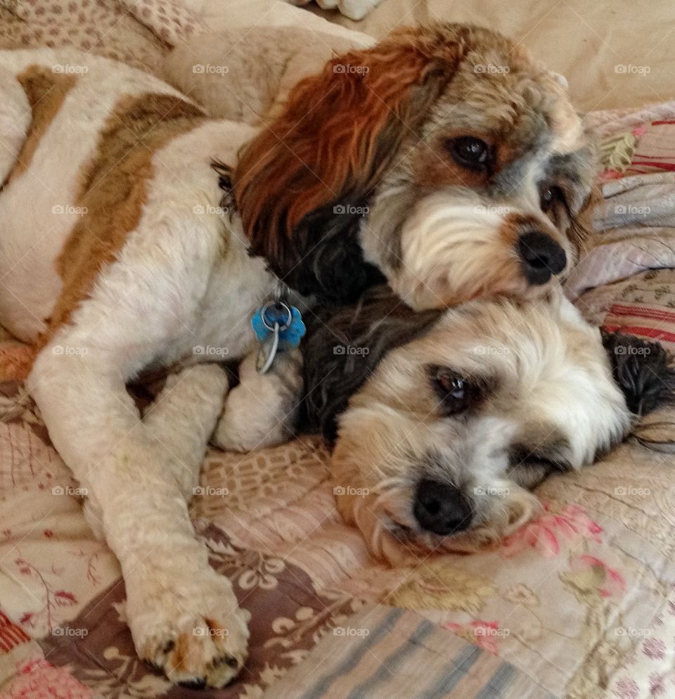Two dogs lying on bed