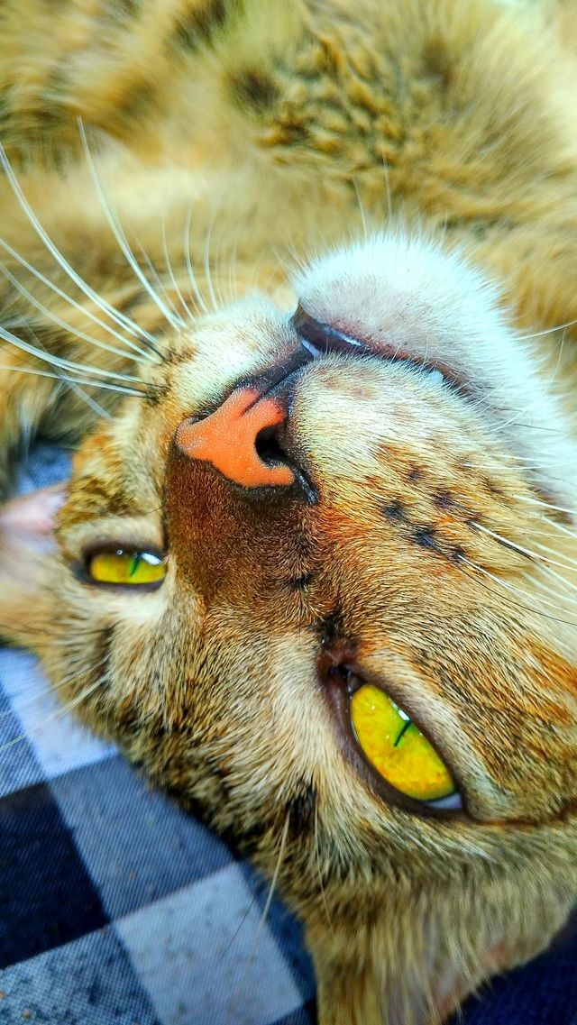 cat