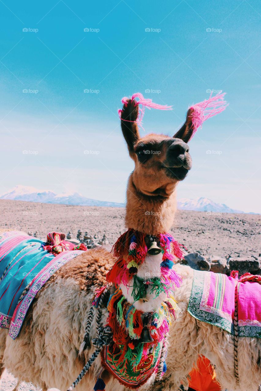 Llama mama 

Cusco, Peru 