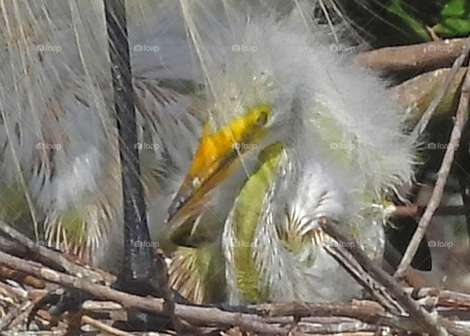 Baby Egret