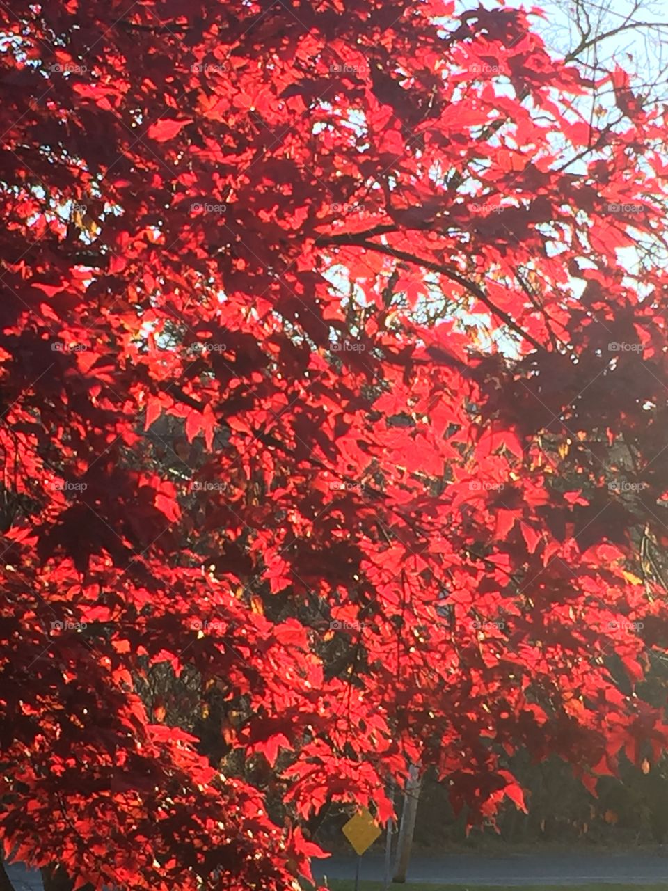 Japanese maple tree with dappled sunshine in fall autumn sun;  fall foliage peak
