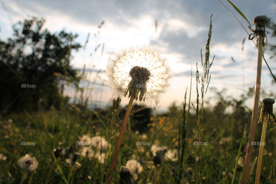 Flower