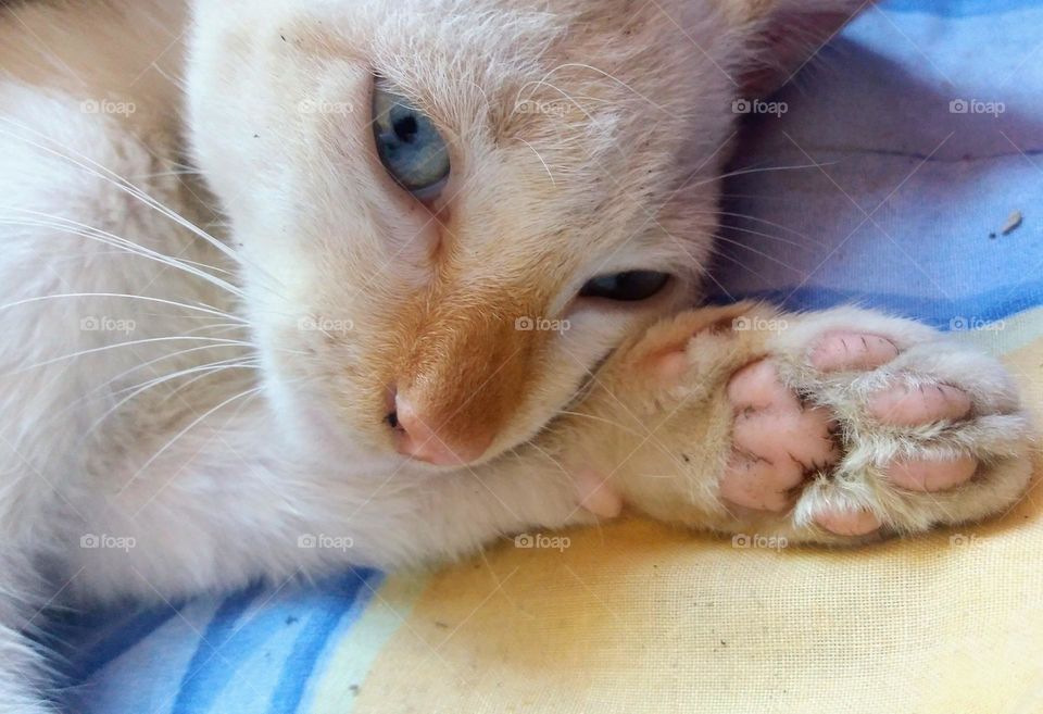 beautiful white cat with blue eyes