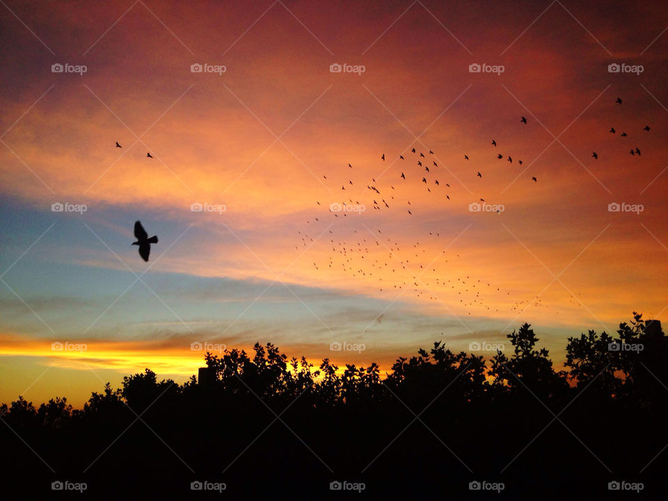 Flock of birds flying on sky during sunset