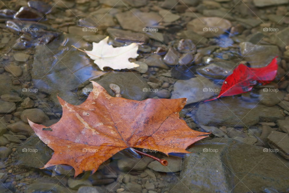 Floating leaf