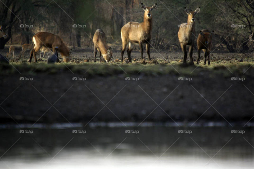 My first experience in filming wildlife in Dandar Nature Reserve in Sudan