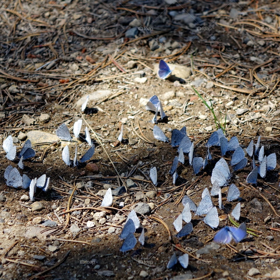 A spring hatch of purple butterflies covers the ground up in the Cascade Mountains of Oregon. 