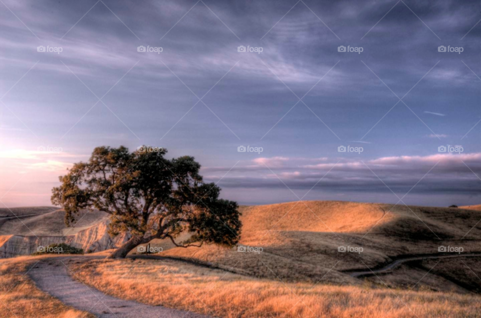 sky grass summer tree by stephenkirsh