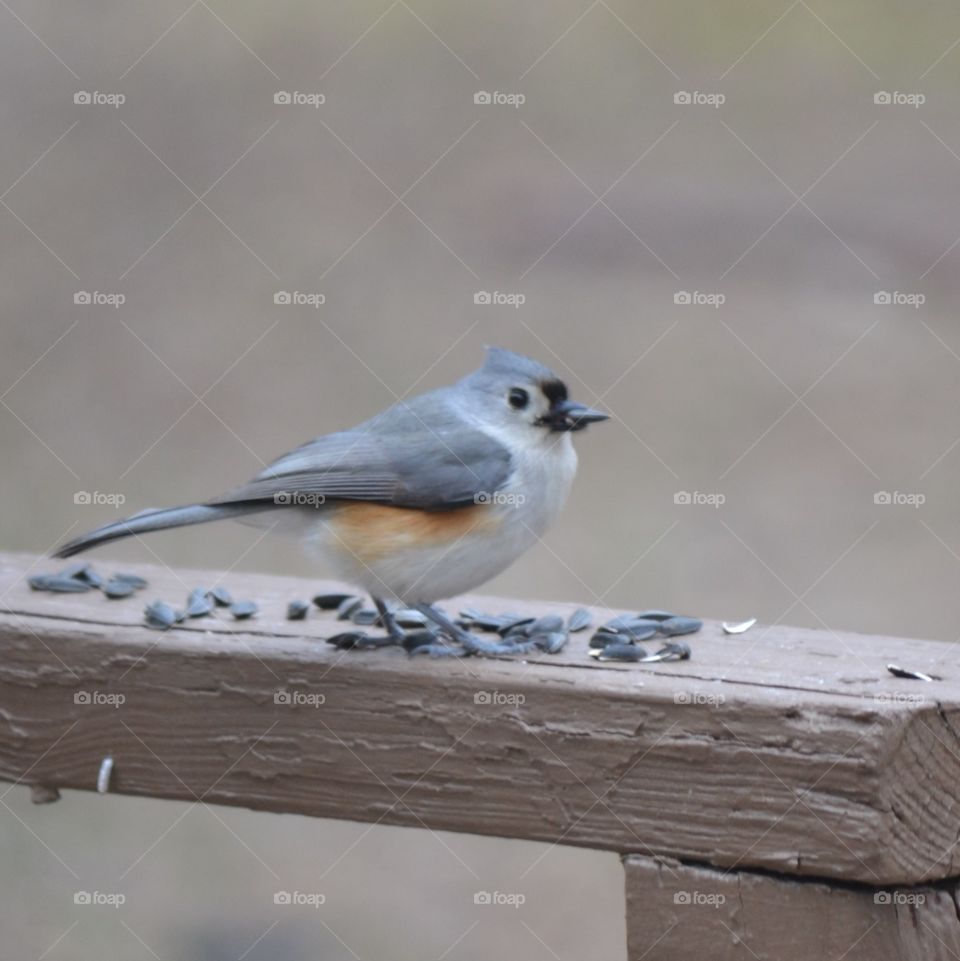 Tufted titmouse