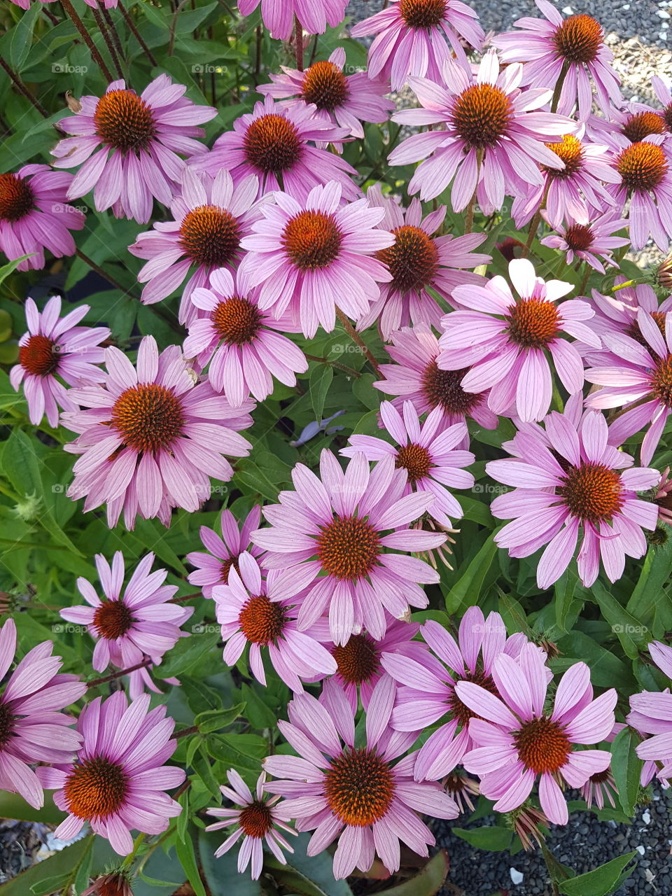 Beautiful pink Daisy's. I never get sick 9f the beauty nature has to show us all. life would be so boring without flowers.
