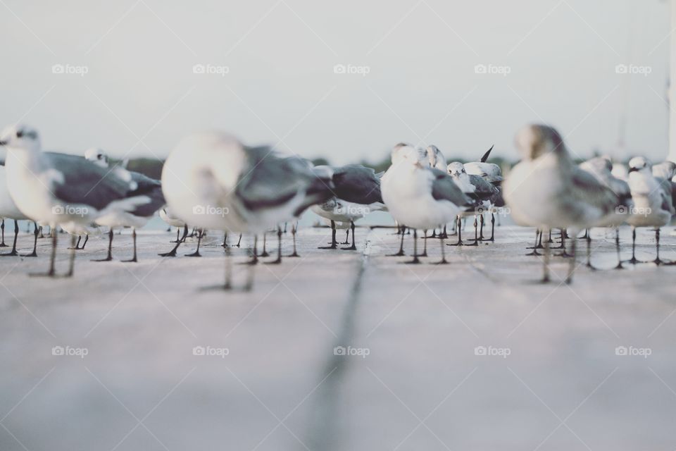 Flock on a dock