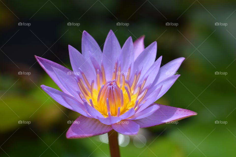 Purple lotus flower at a park 