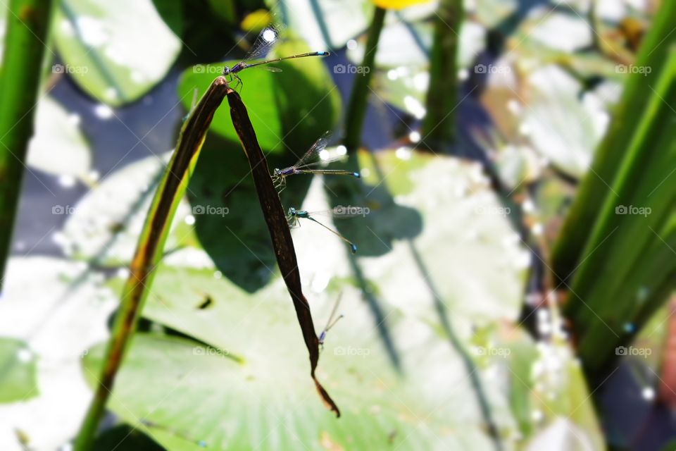 Dragonflies/стрекозы