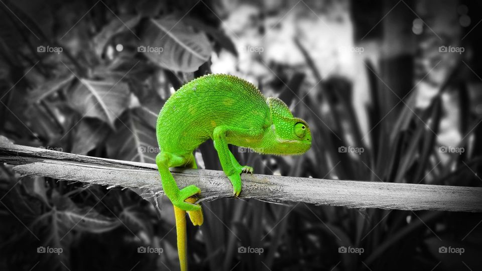chameleon in the leaves