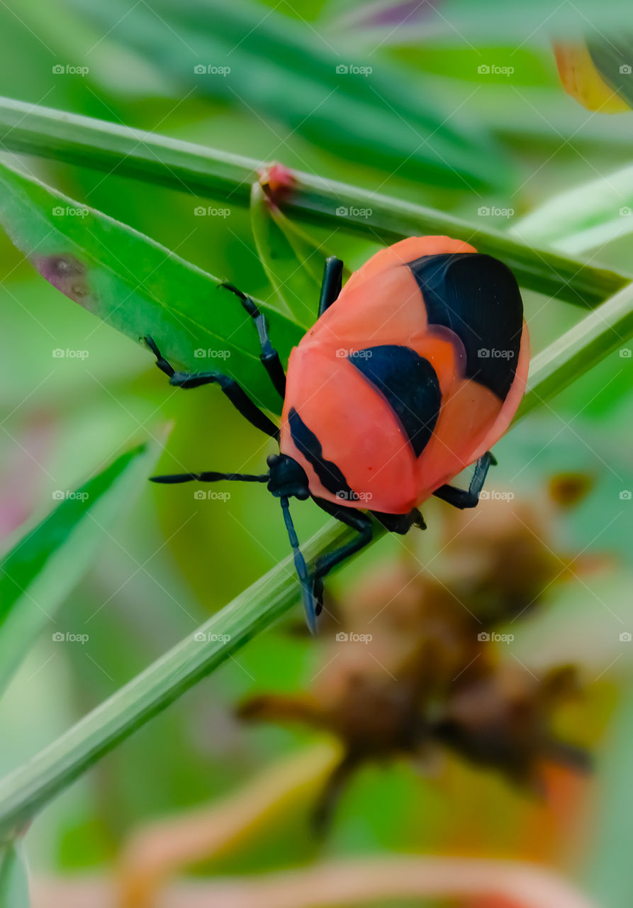 Indian Insect Beetle or Bug with orange and black colour pattern on body looking very colourful and attractive.