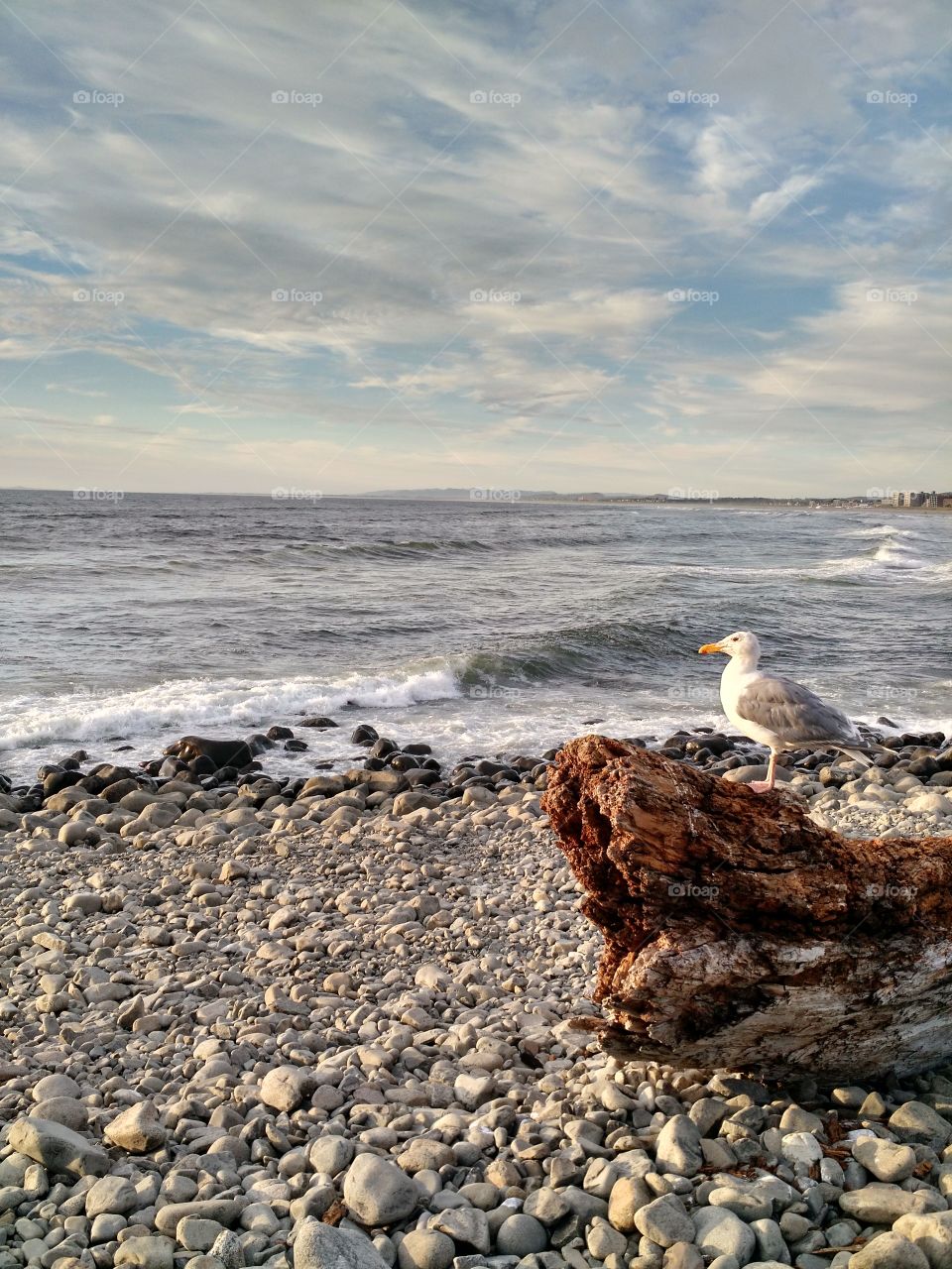 Seaside Gull. 2015