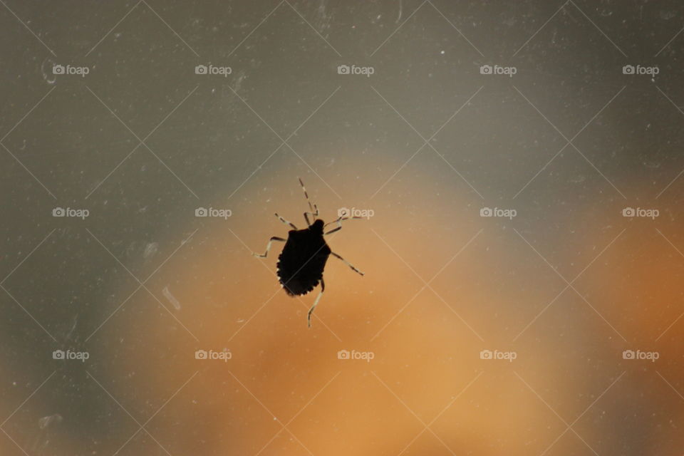 A bug crawling on a window