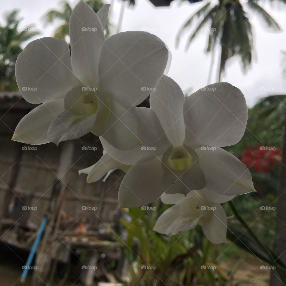 White flower 