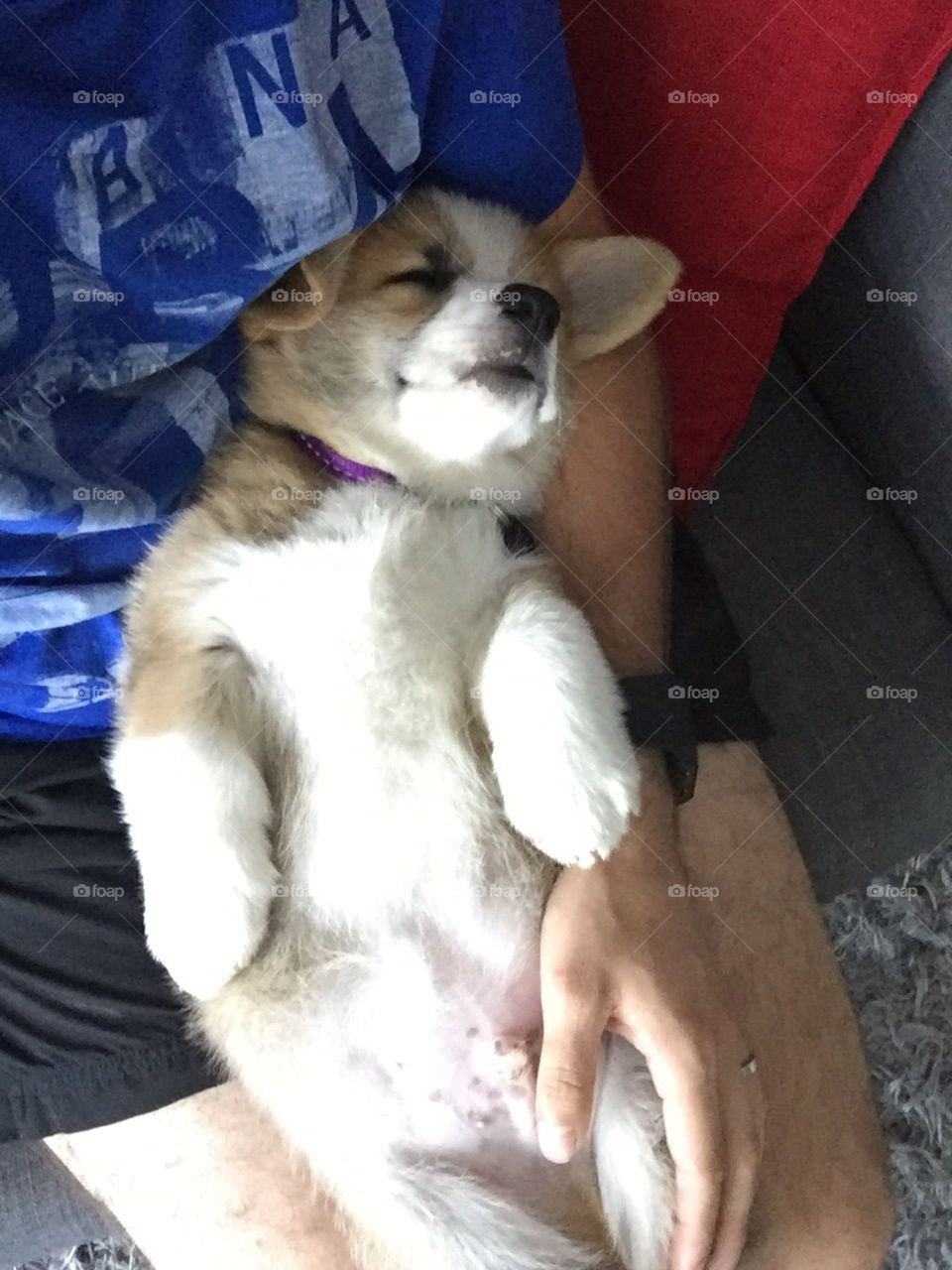 Sleepy Corgi 