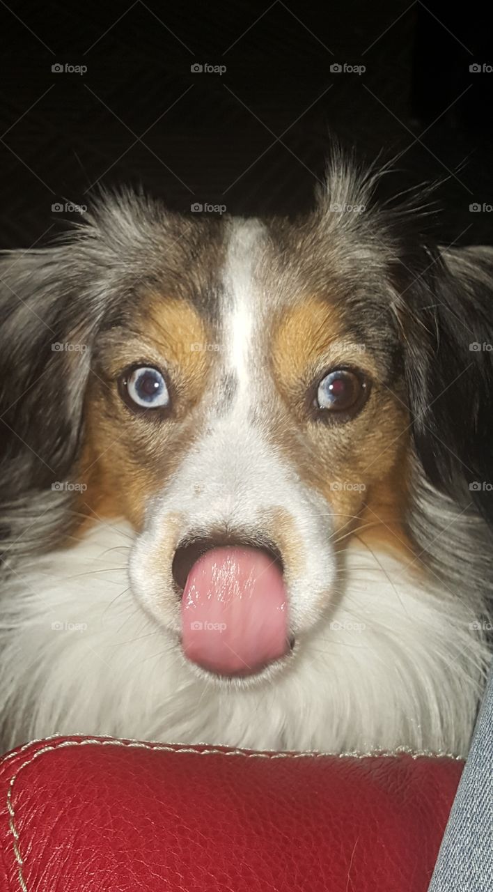 An Australian Shepard licking his nose in preparation of a treat