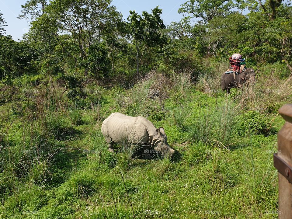 RHINOCEROS in Chitwan National forest Chitwan we saw during our elephant safari