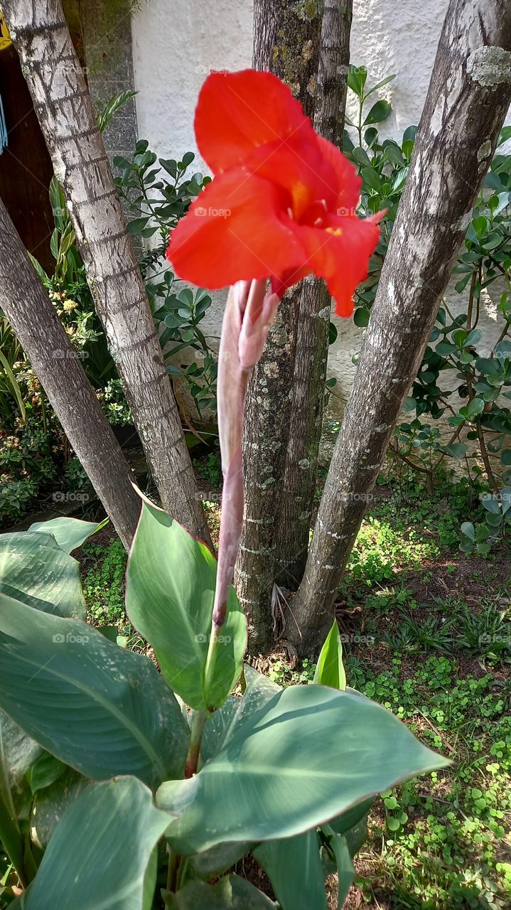 Flor vermelha