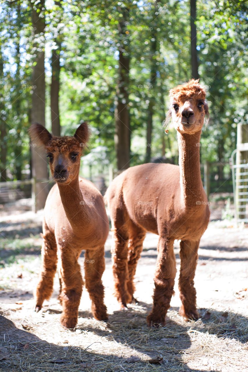 Close-up of two alpacas