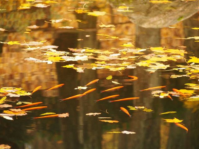 fish between leaves