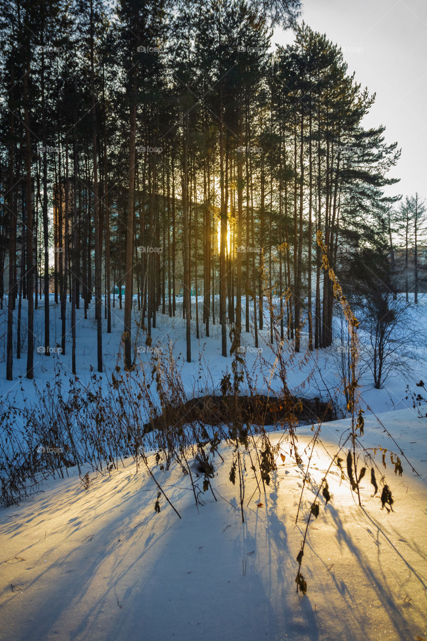 Pine-trees in the winter city