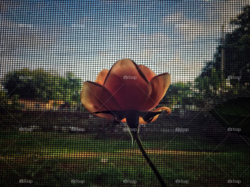 Blooming rose up against a screened in window 