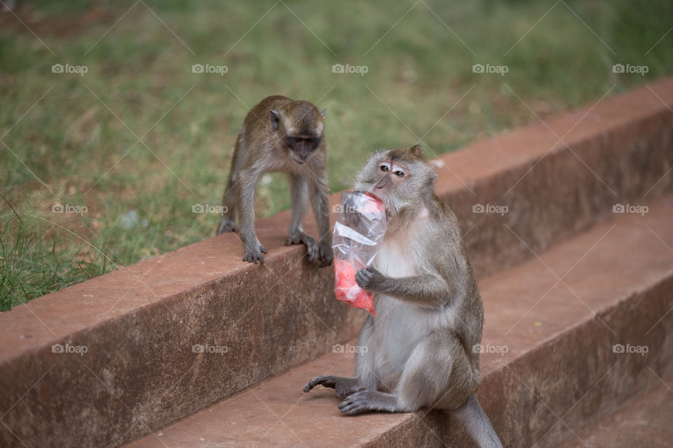 Monkey eating food in the park