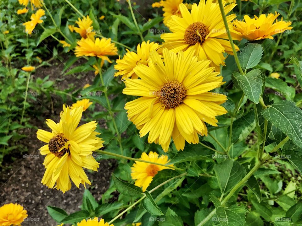 Yellow flower 