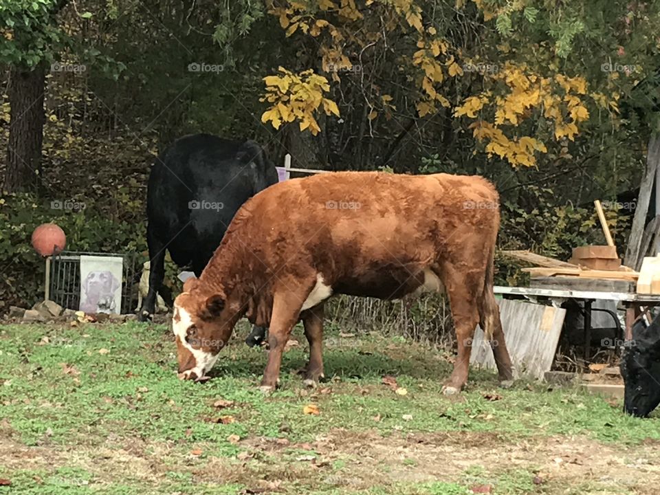 The neighbors cows got out!