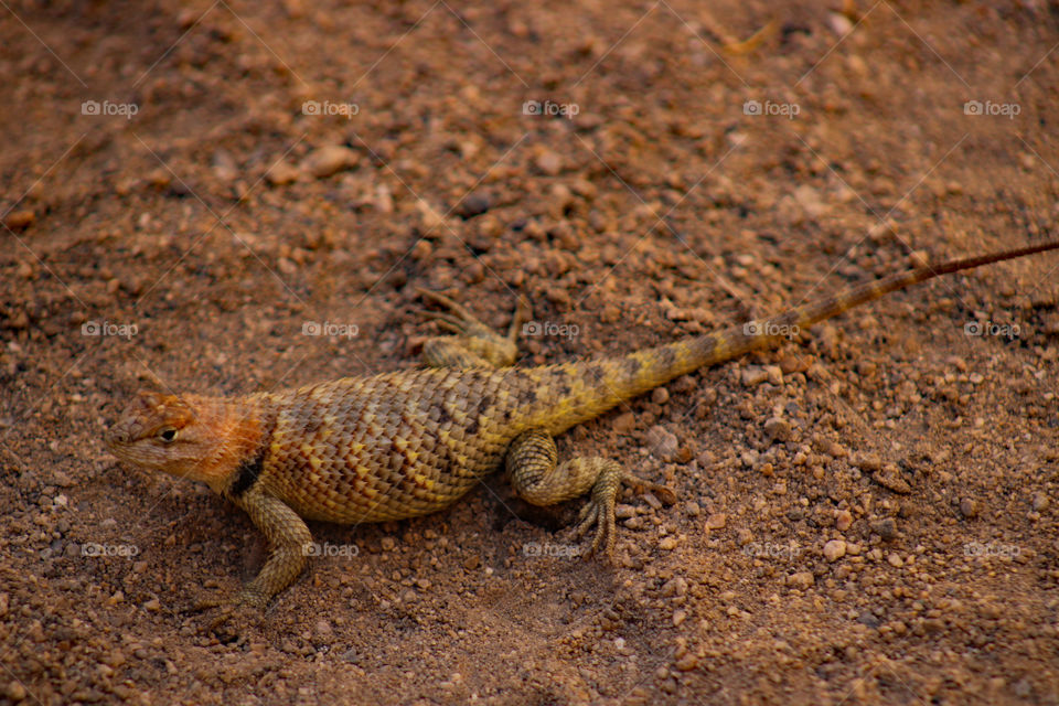 Female spiny lizard