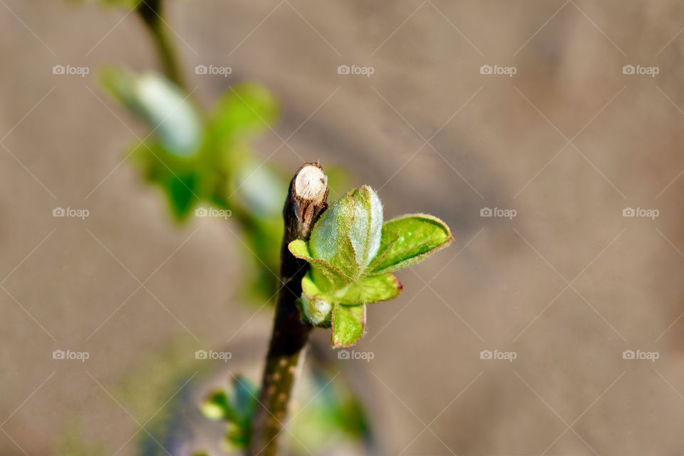 Green is the color of spring